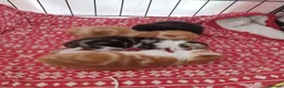 Mixed Breed cats for sale: 4 adorable kittens  - Advert 5