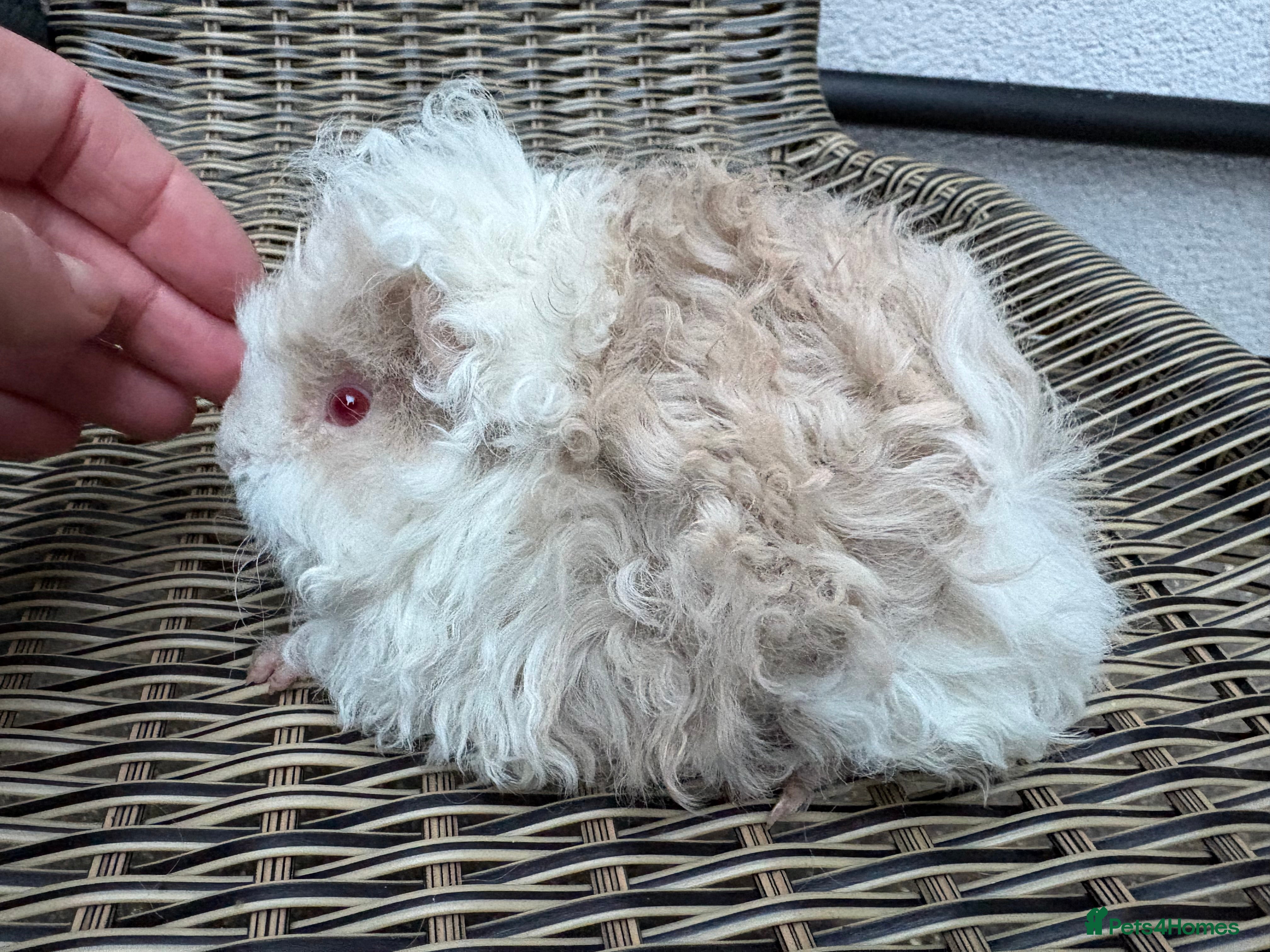 Guinea Pig rodents  Lunkarya boars - Advert 1