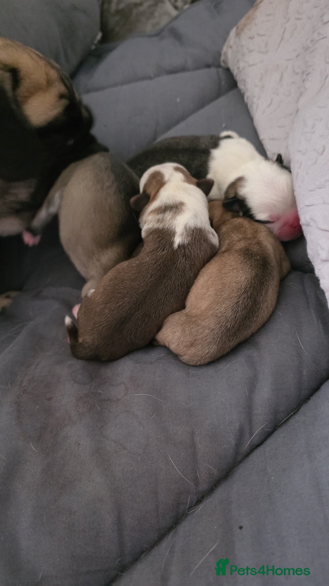 Pug dogs for sale: Kc registered rare colours  - Advert 12