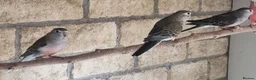 Parakeets birds for sale: Beautiful young Bourkes Parakeets - Advert 3