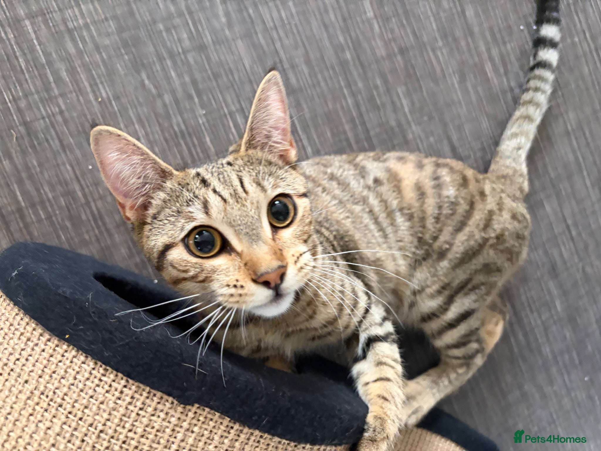 Mixed Breed cats Bengal Cross Kitten - Advert 8