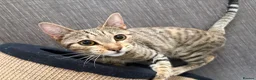 Mixed Breed cats for sale: Bengal Cross Kitten in Northampton - Advert 1