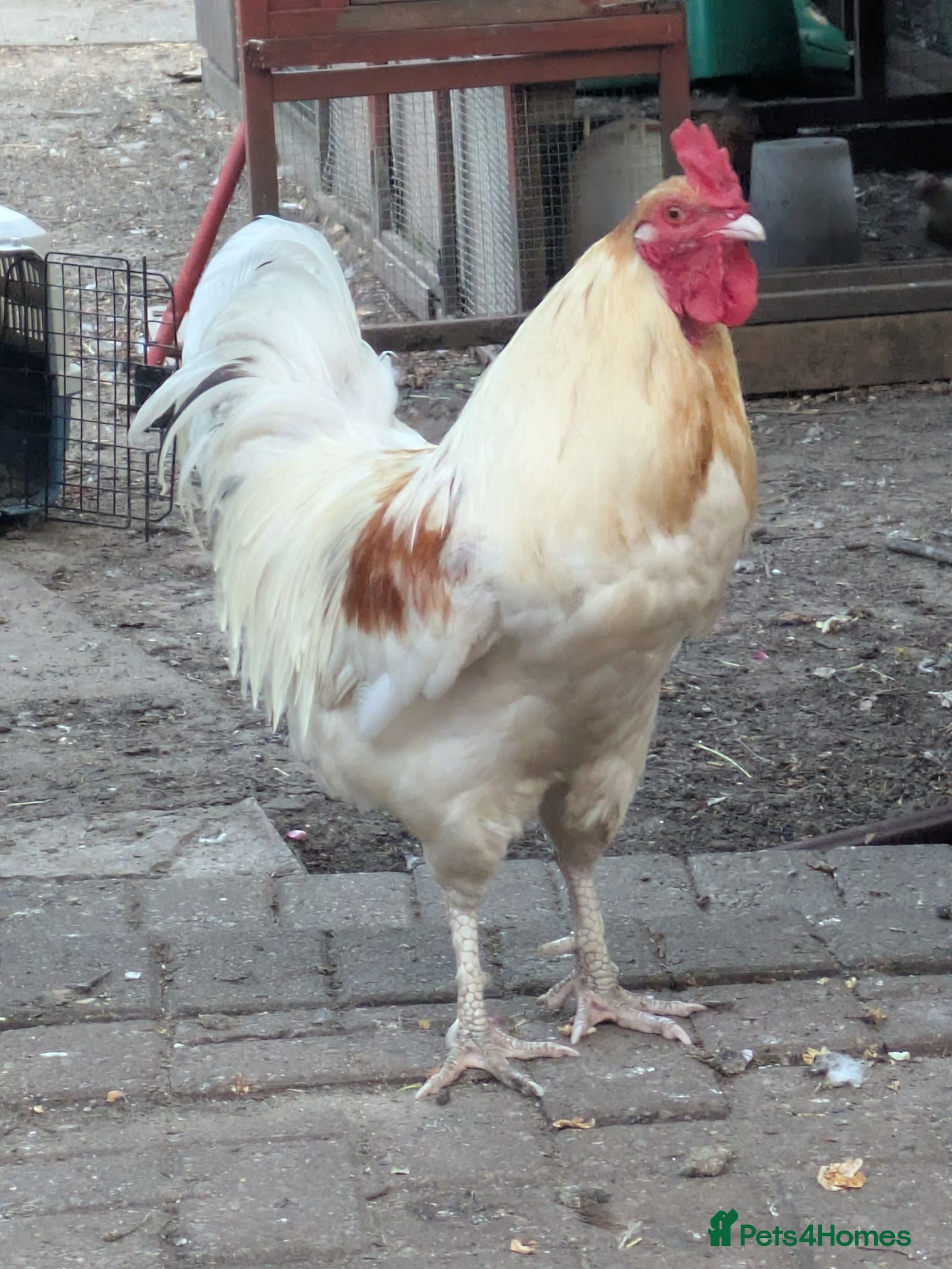 Chickens poultry Chicken and rooster ⭐ - Advert 2