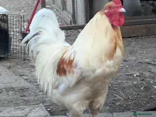 Chickens poultry Chicken and rooster ⭐ - Advert 2