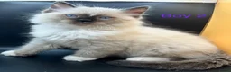 Ragdoll cats for sale: Beautiful Ragdoll Kittens – 3 Girls & 2 Boys  - Advert 9