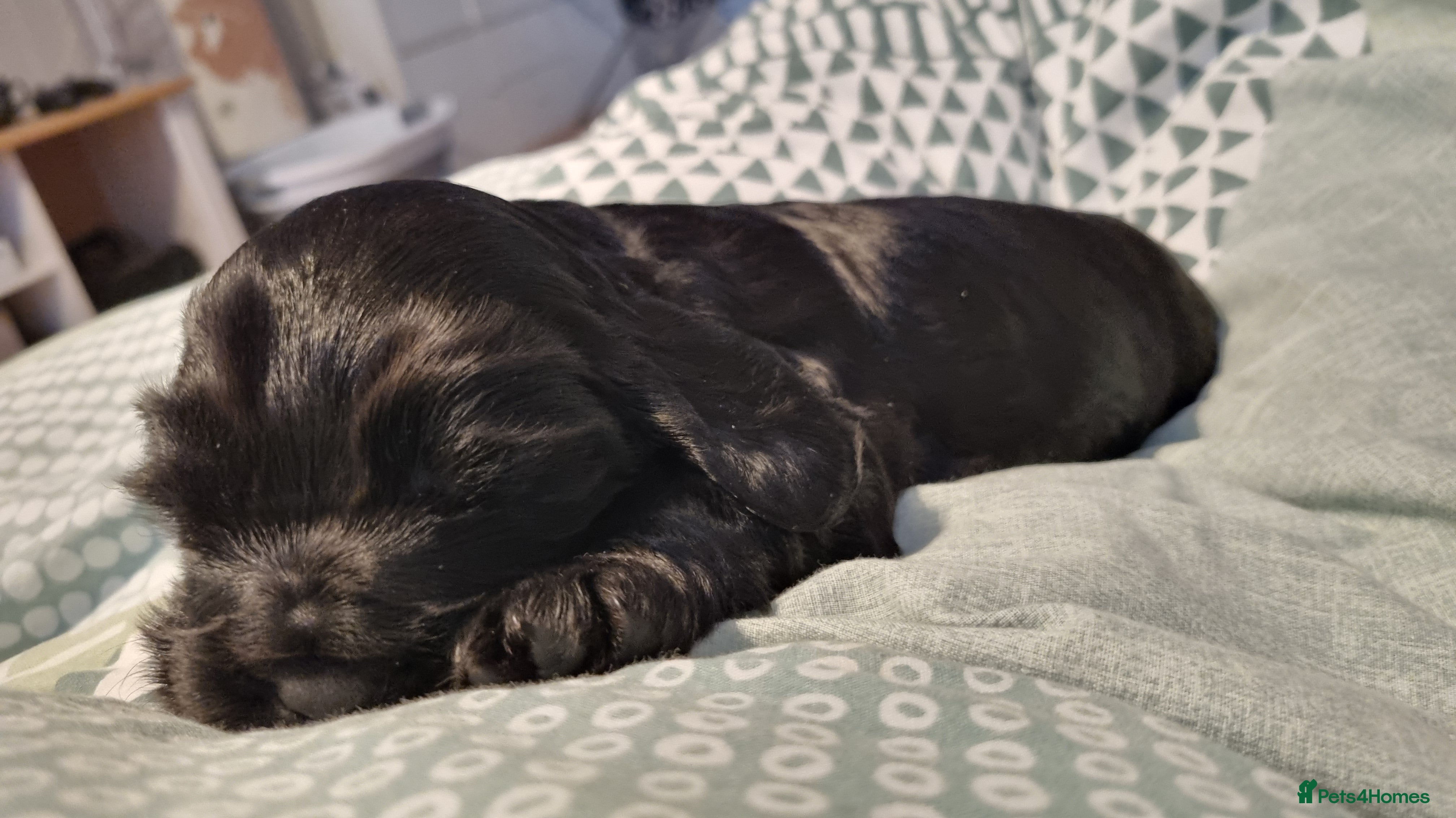 Cocker Spaniel dogs for sale: 🐾 Beautiful Show Type Cocker Spaniel Puppies - Advert 7
