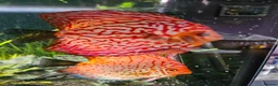 Discus fish for sale: Discus fish x 6 - Advert 2