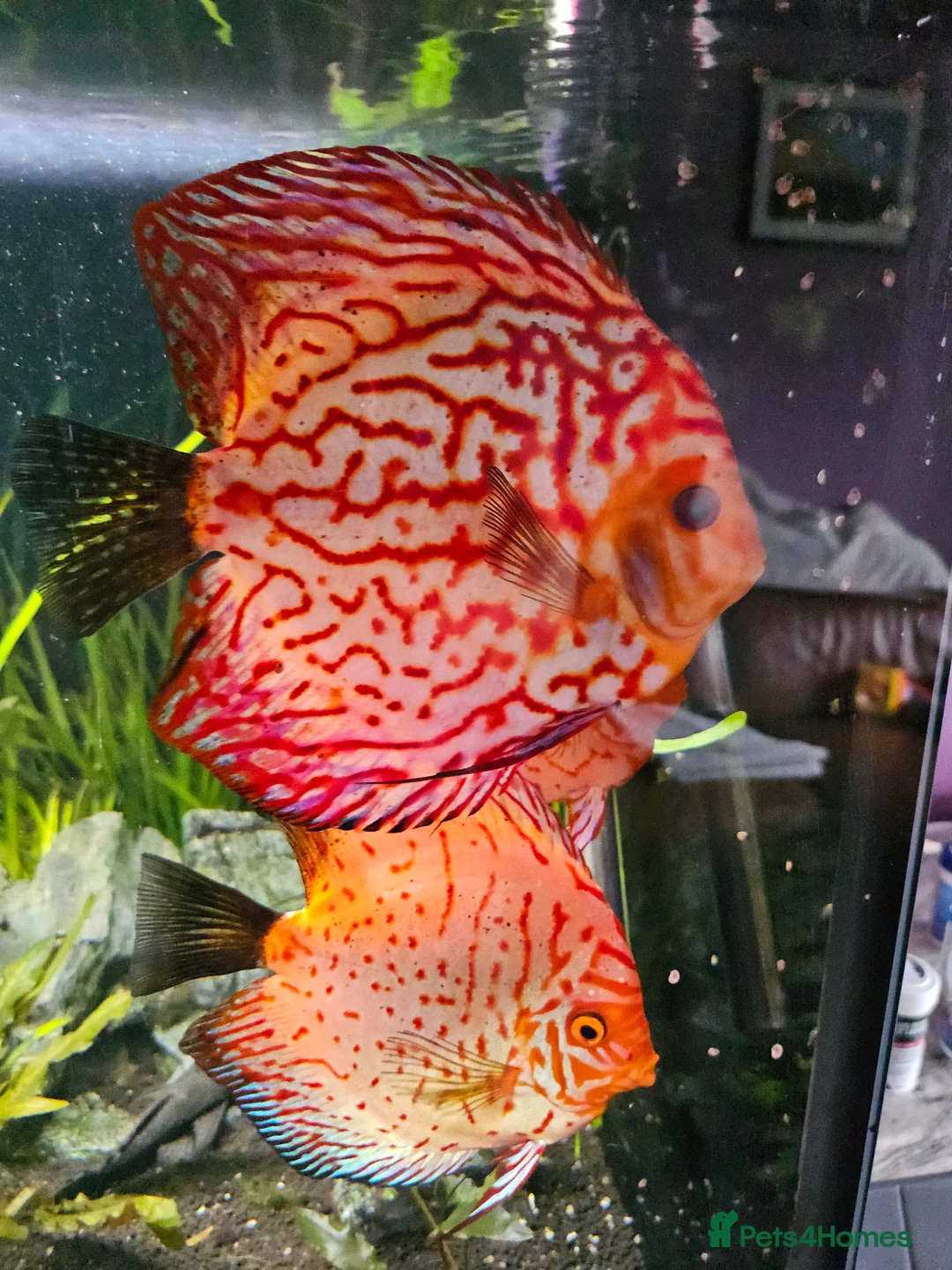 Discus fish for sale: Discus fish x 6 - Advert 2