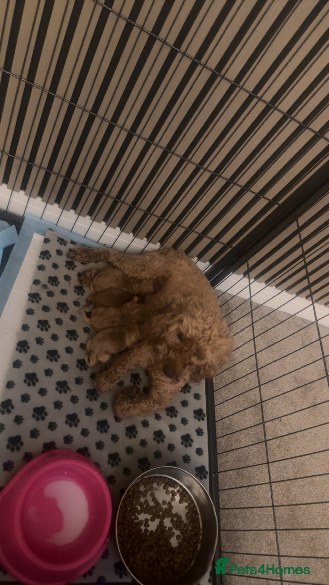 Cockapoo dogs for sale: Beautiful tiny cockapoos!  - Image 4