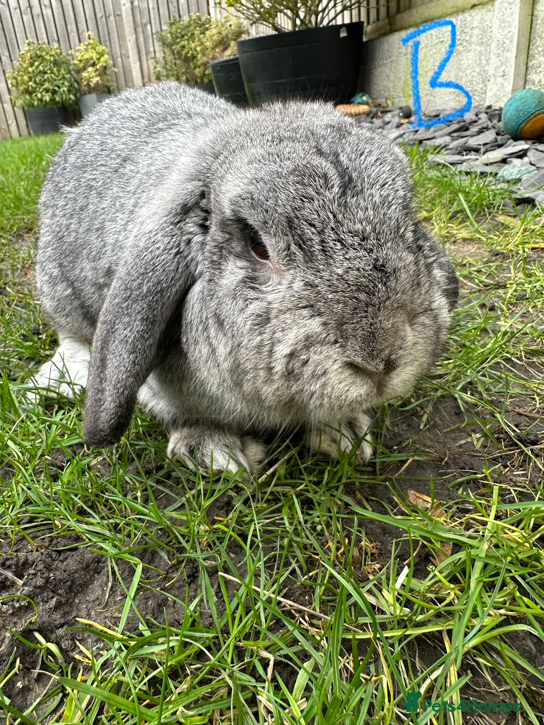 Mini Lop rabbits for sale: Mini Lop Rabbits For Sale  - Advert 8