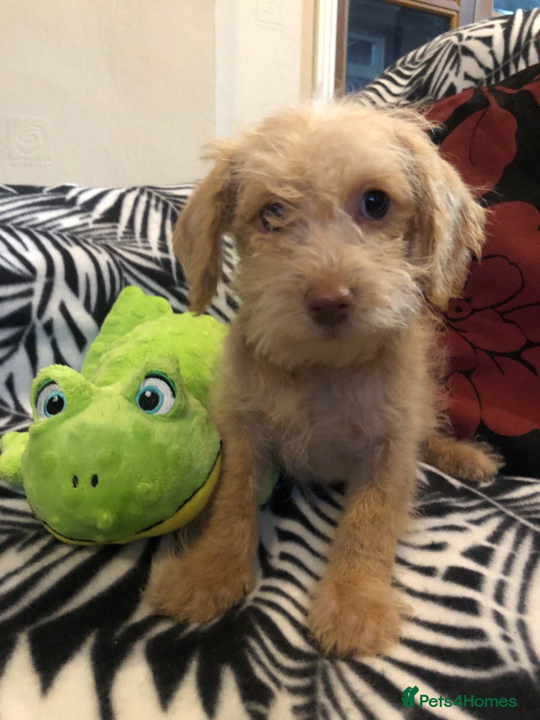 Mixed Breed dogs for sale: shihpoo x maltese puppies for sale - Advert 24