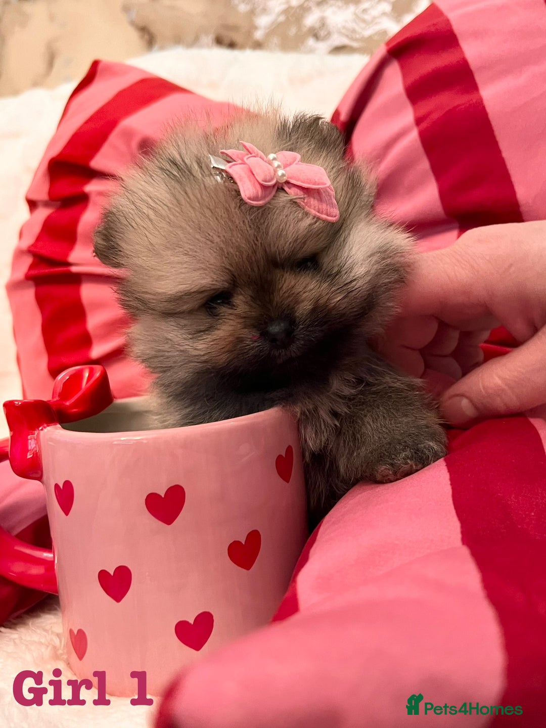 Pomeranian dogs for sale: Pomeranian Puppies looking for their new homes❤️ - Advert 2