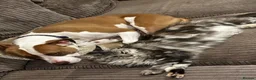 Maine Coon cats for sale: GCCF Silver torbie - Advert 5