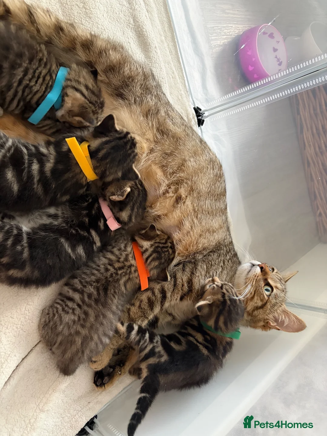 Mixed Breed cats for sale: 5 kittens reserved - Advert 2