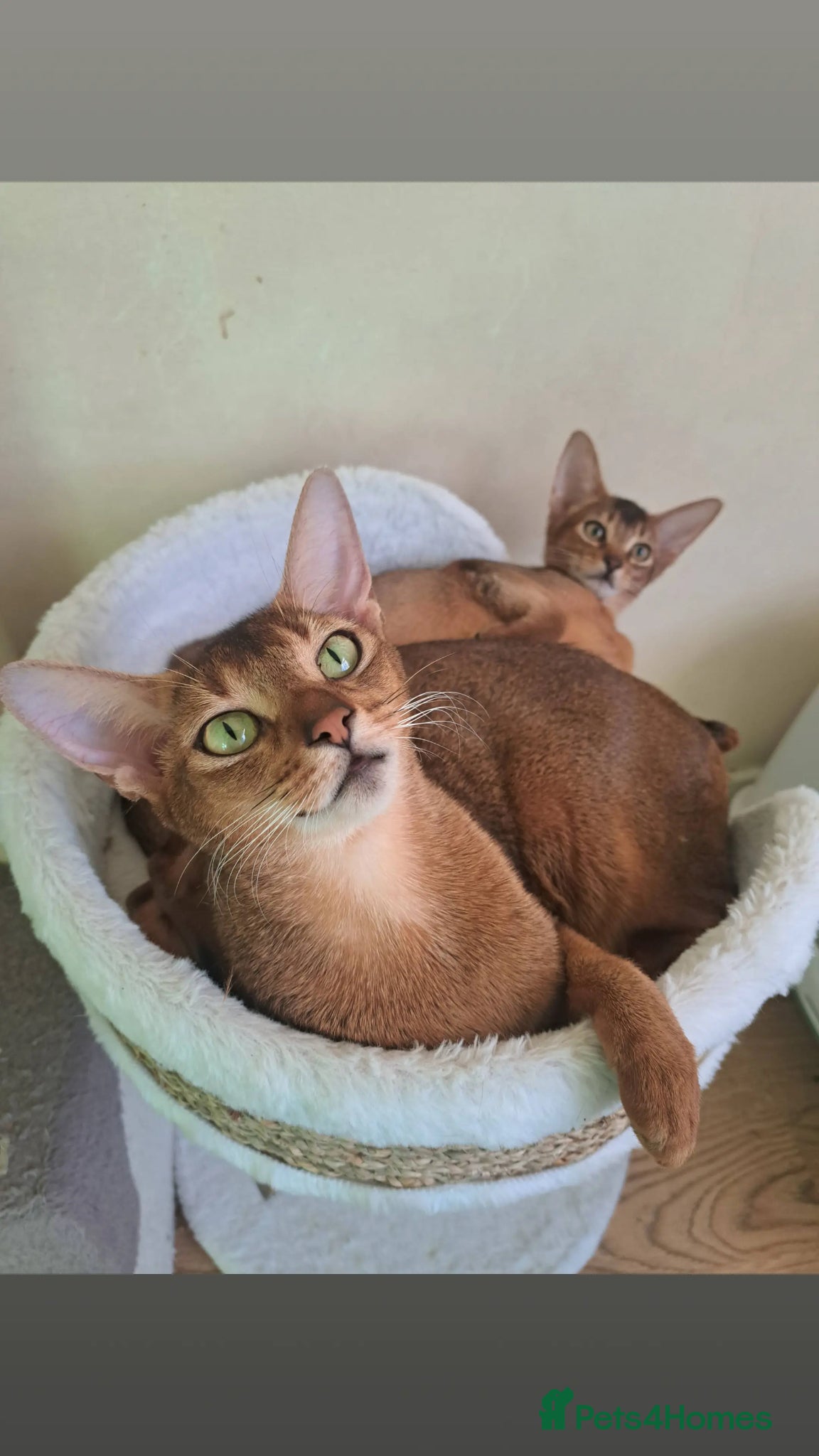 Abyssinian cats TICA 5* pedigree Abyssinian Kittens  - Advert 16