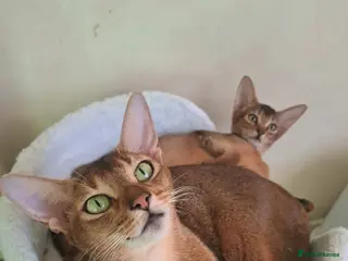 Abyssinian cats TICA 5* pedigree Abyssinian Kittens - Advert 2