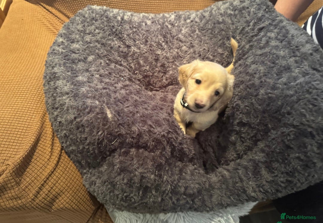 Miniature Dachshund dogs for sale: English cream dachshund  - Advert 2