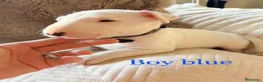 English Bull Terrier Puppy 3