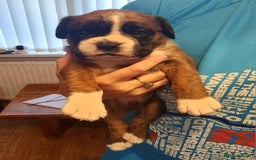 Boxer dogs for sale: 🌟🩷COI 0.5% KC REG BOBTAIL GIRL🩷🌟 - Image 24