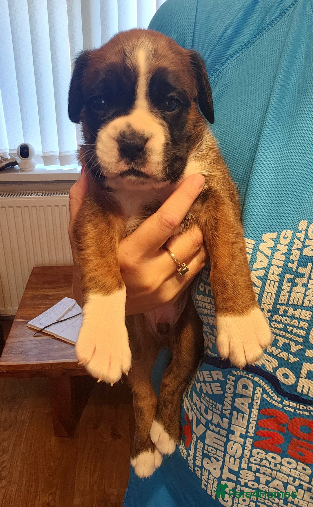 Boxer dogs for sale: 🌟🩷COI 0.5% KC REG BOBTAIL GIRL🩷🌟 - Image 24