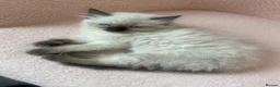 Ragdoll cats for sale: FEMALE pure ragdoll  - Advert 3