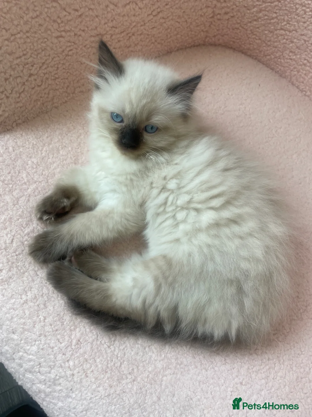 Ragdoll cats for sale: FEMALE pure ragdoll  - Advert 3