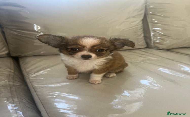 Chihuahua dogs - Advert 1