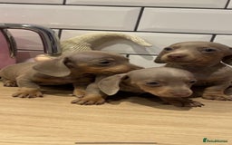 Miniature Dachshund dogs for sale: Miniature dachshund  - Image 7