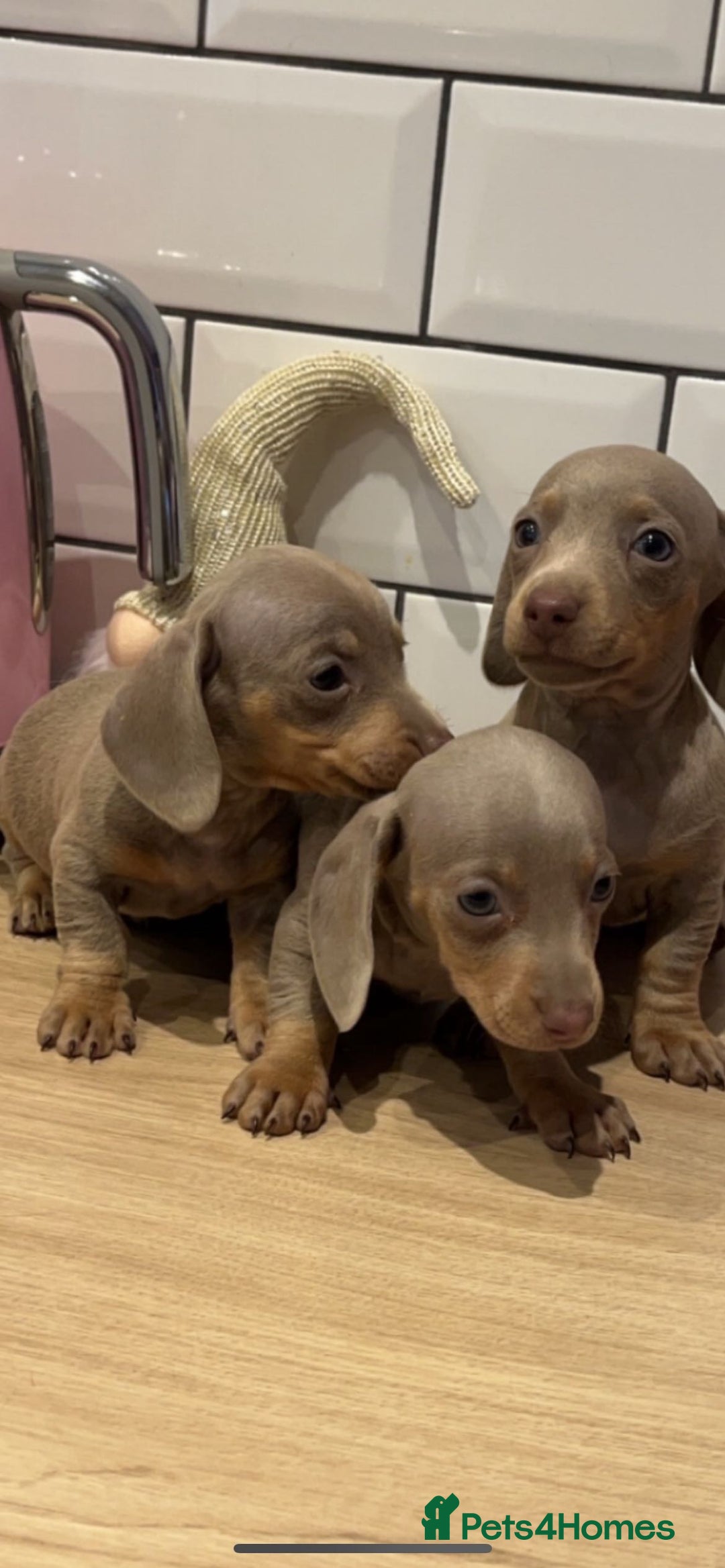 Miniature Dachshund dogs for sale: Miniature dachshund  - Image 7