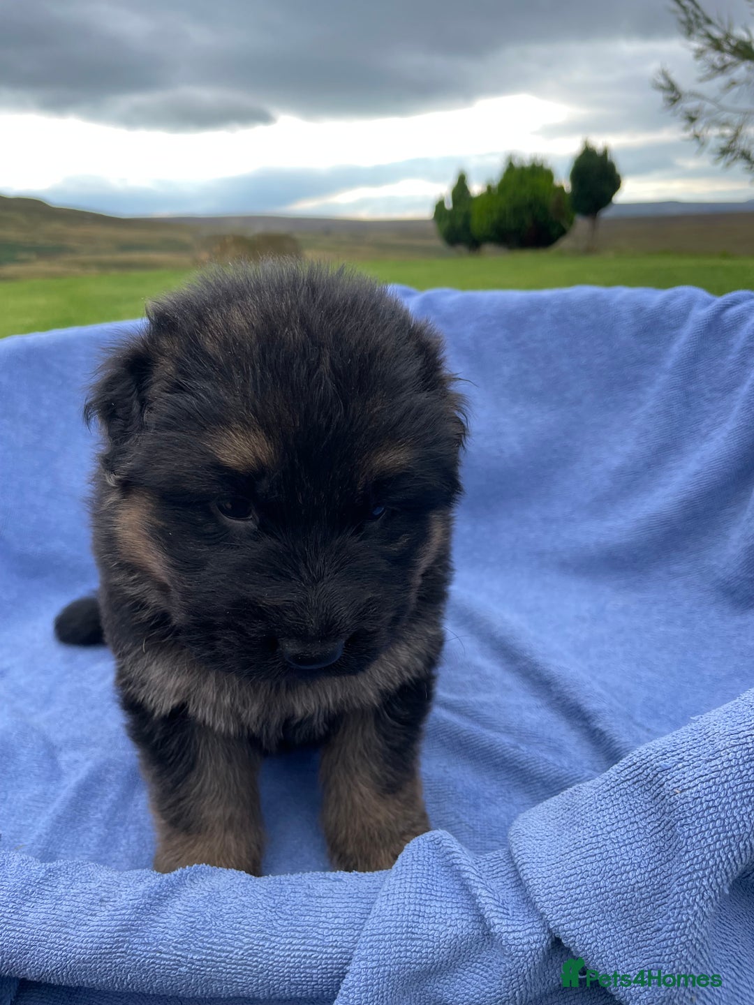 German Shepherd dogs for sale: Gorgeous German Shepherd pups - Image 2