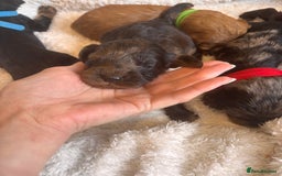 Irish Doodle dogs for sale: 🐾 F1 Beautiful Miniature Irish Doodle Puppies 🐾  - Image 3