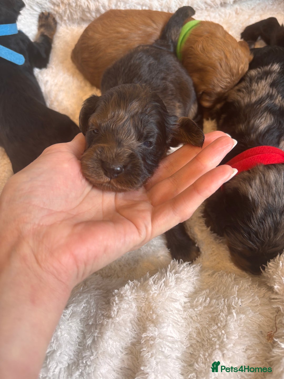 Irish Doodle dogs for sale: 🐾 F1 Beautiful Miniature Irish Doodle Puppies 🐾  - Image 3