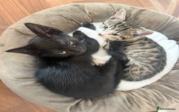 Mixed Breed cats for sale: Two gorgeous girls and full care kit - Image 4