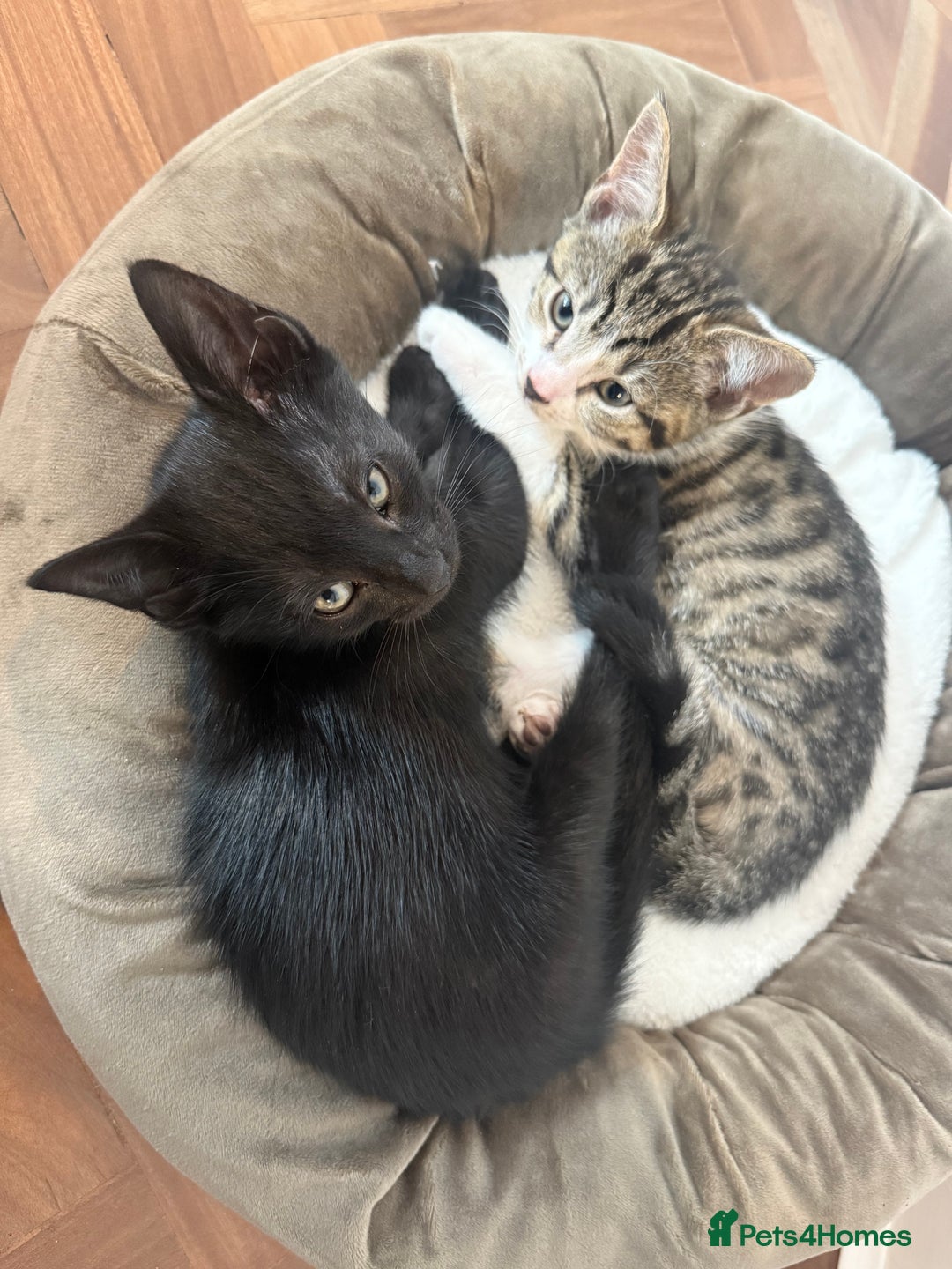Mixed Breed cats for sale: Two gorgeous girls and full care kit - Image 4