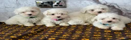 Coton De Tulear dogs for sale: Coton du tulear pups - Advert 7