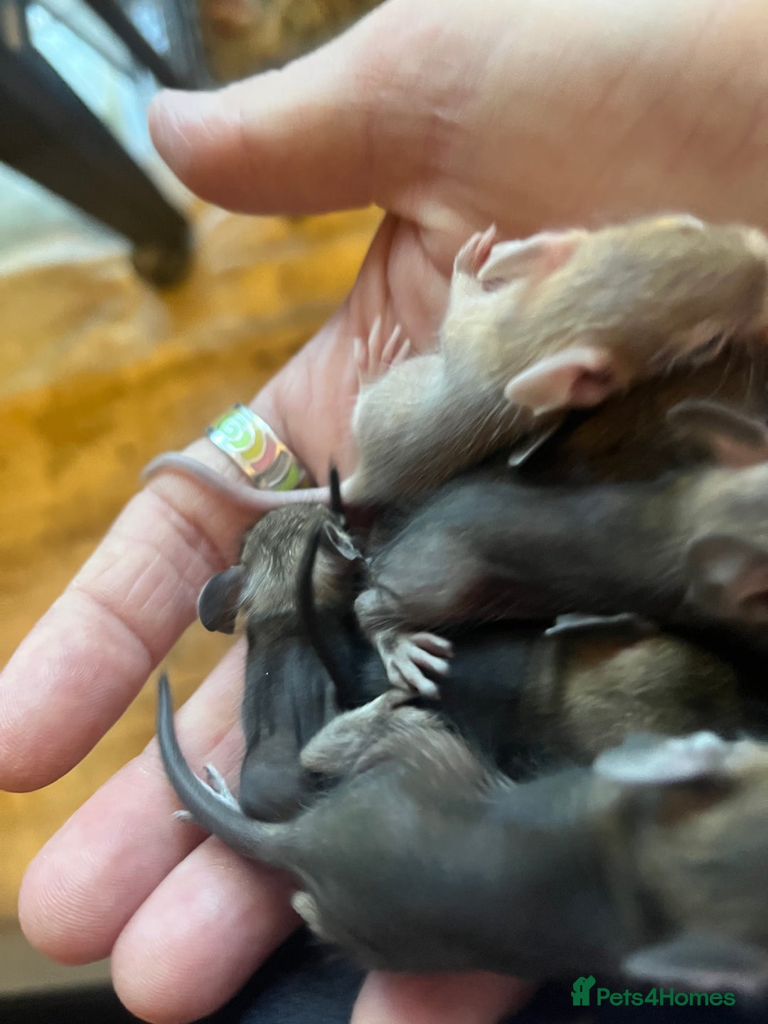 Degus rodents for sale: Baby Degus looking for loving homes - Image 3