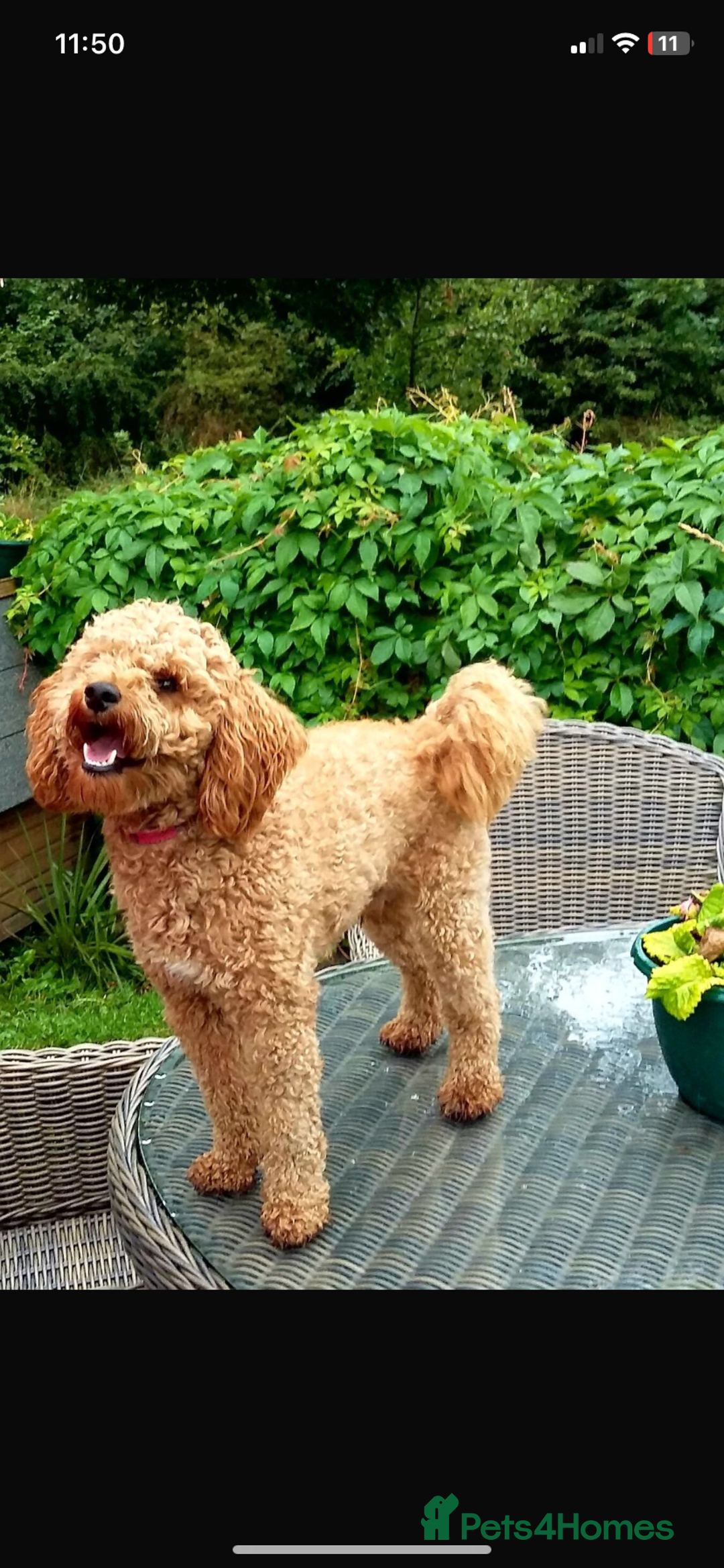 Cockapoo dogs for sale: 🌸3 gorgeous Chunky Cockapoos 🌸 - Image 36