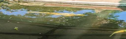 Koi Carp fish for sale: Japanese Koi Carp x 3 huge Golden Orfe x 1 - Advert 11