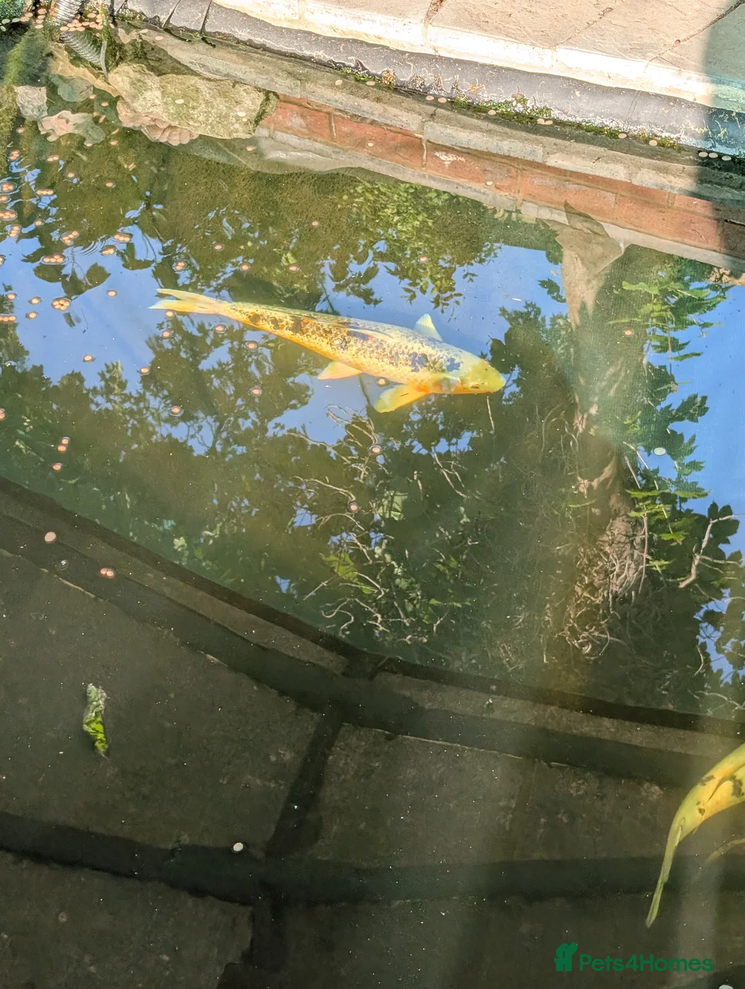 Koi Carp fish for sale: Japanese Koi Carp x 3 huge Golden Orfe x 1 - Advert 11