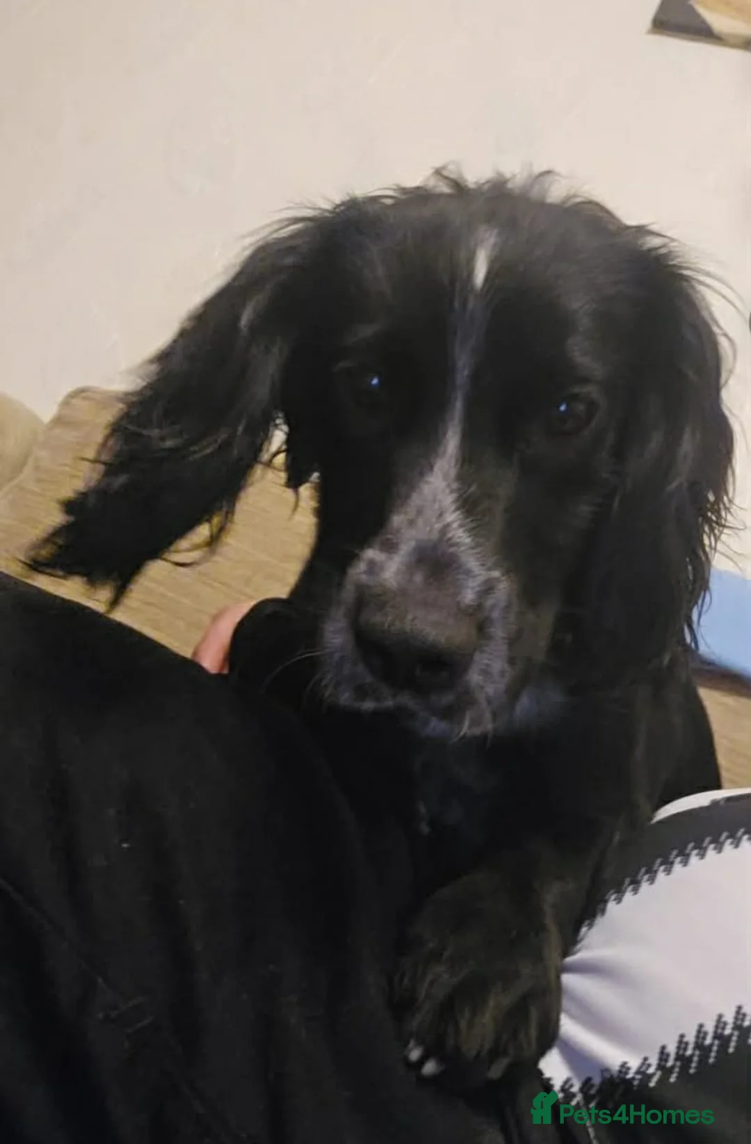 Cocker Spaniel dogs for sale: Beautiful Bow  - Advert 2