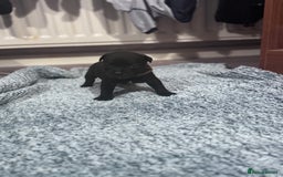 Staffordshire Bull Terrier dogs for sale: Staffys Puppies   25+ Champions ( Show Quality ) - Advert 27