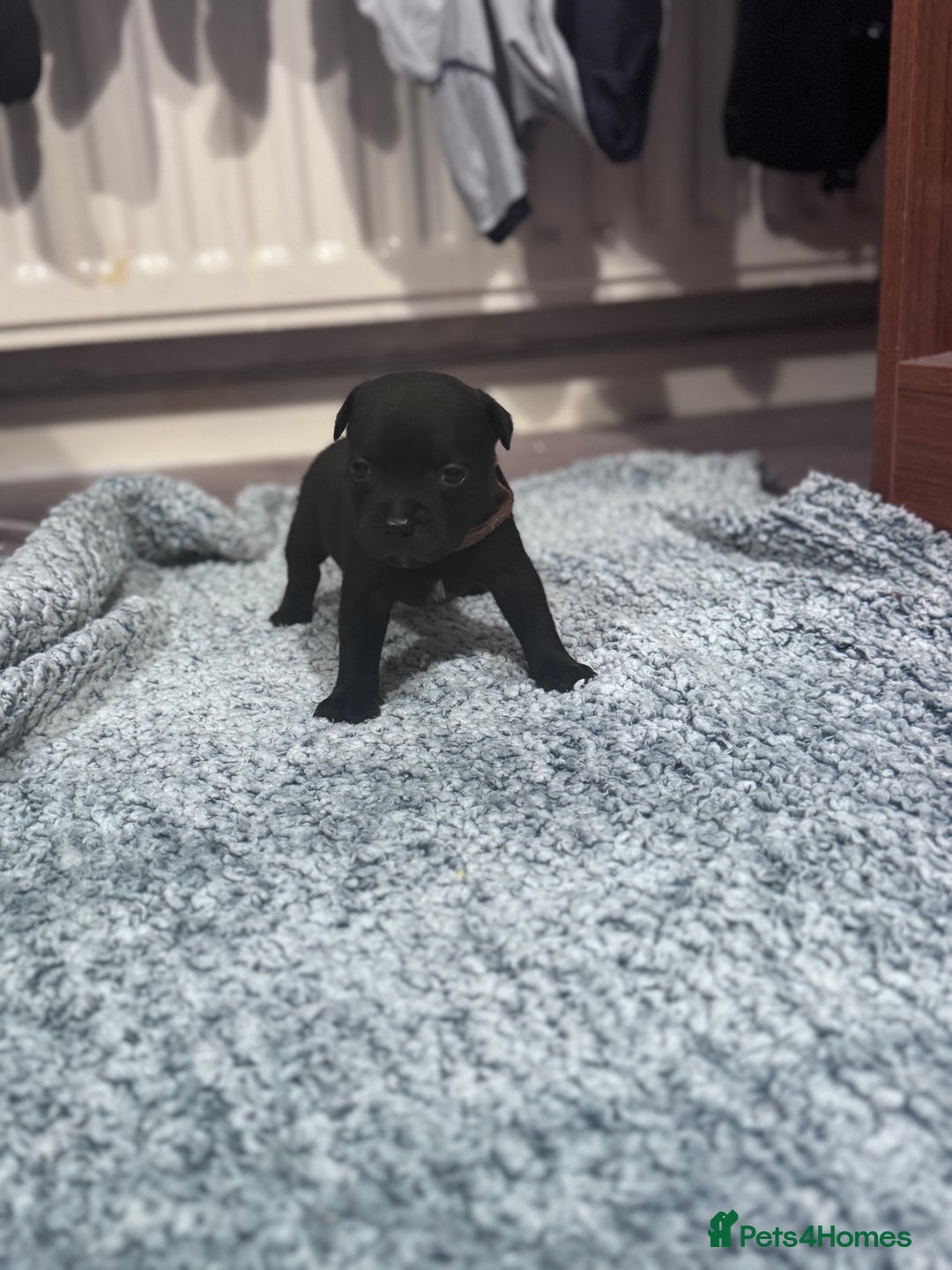 Staffordshire Bull Terrier dogs for sale: Staffys Puppies   25+ Champions ( Show Quality ) - Advert 27