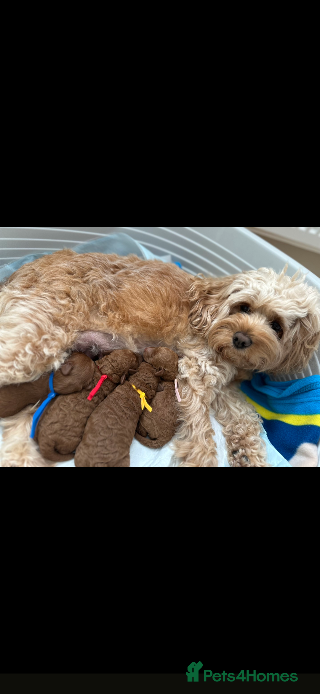 Miniature Poodle dogs for stud: Stunning proven KC health tested Red Stud in Reading - Image 24
