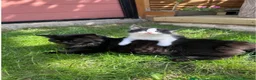 British Longhair cats for sale: Adorable british longhair female kitten - Advert 5