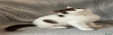 Chocolate and white harlequin cleo 