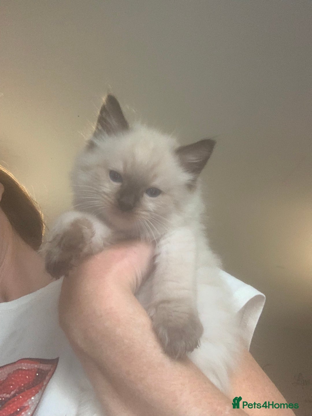 Ragdoll cats for sale: 3 fluff balls left  - Image 6
