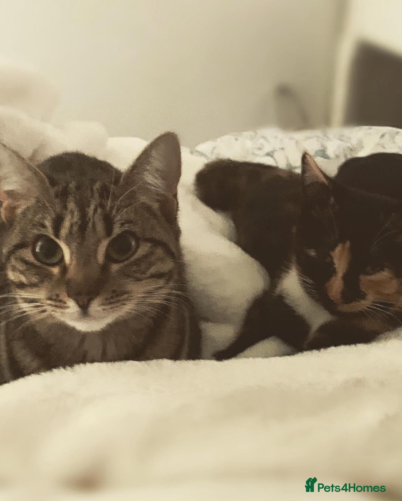 Mixed Breed cats Kittens ready to go! - Advert 2