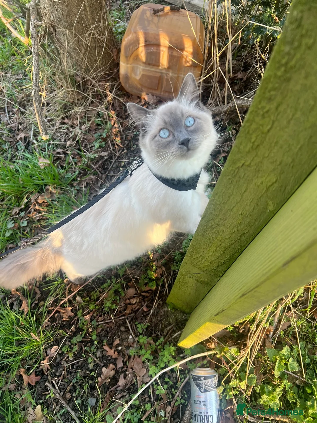 Gallery Image {{count}}