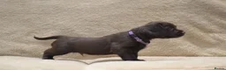 Cocker Spaniel dogs for sale: Chocolate Cocker Spaniel Puppies - Advert 7