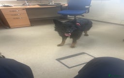 Mixed Breed dogs for sale: Pepper Cross - Image 2